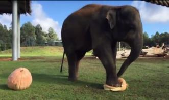 大象吃瓜动画片免费观看,免费畅享欢乐时光 第2张 大象吃瓜动画片免费观看,免费畅享欢乐时光 第2张